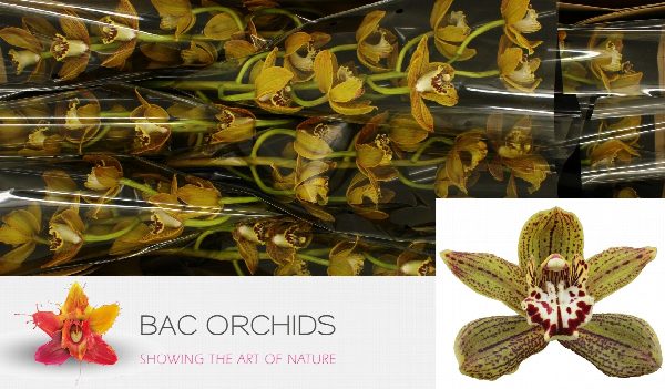 Cymbidium large flowered JUNGLE MIRACLE, foto 4
