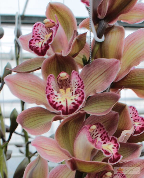 Cymbidium large flowered DARK SAPPHIRE, foto 4