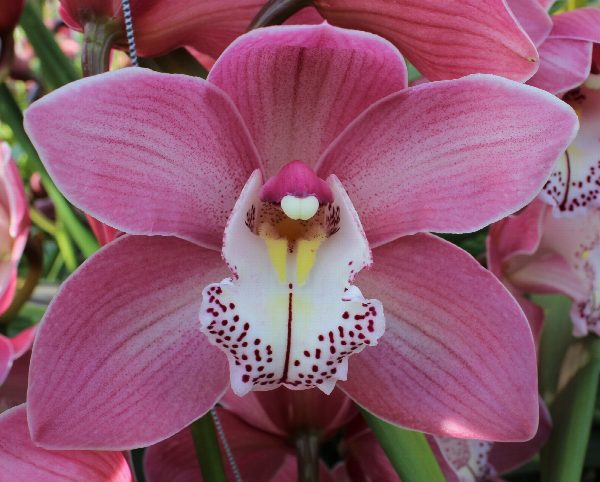 Cymbidium large flowered AIDA, foto 5