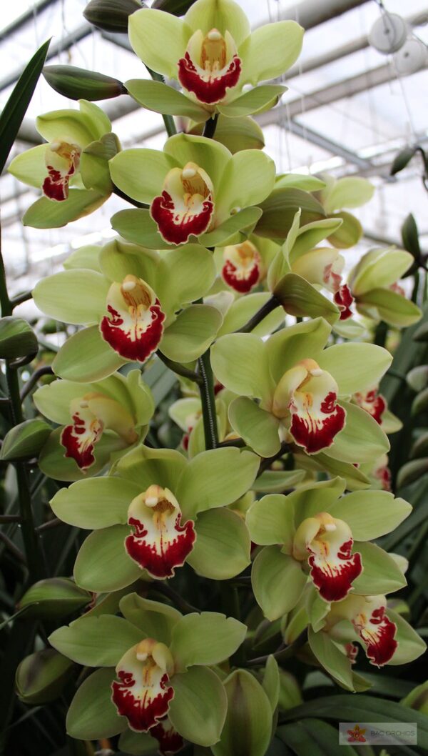 Cymbidium large flowered MACHTELD, foto 3
