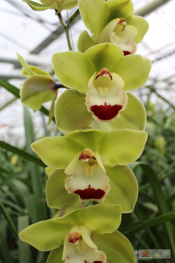 Cymbidium large flowered TOP SPOT, photo 3
