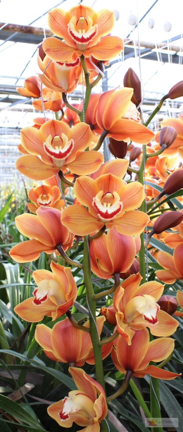 Cymbidium large flowered AMALIA, foto 3