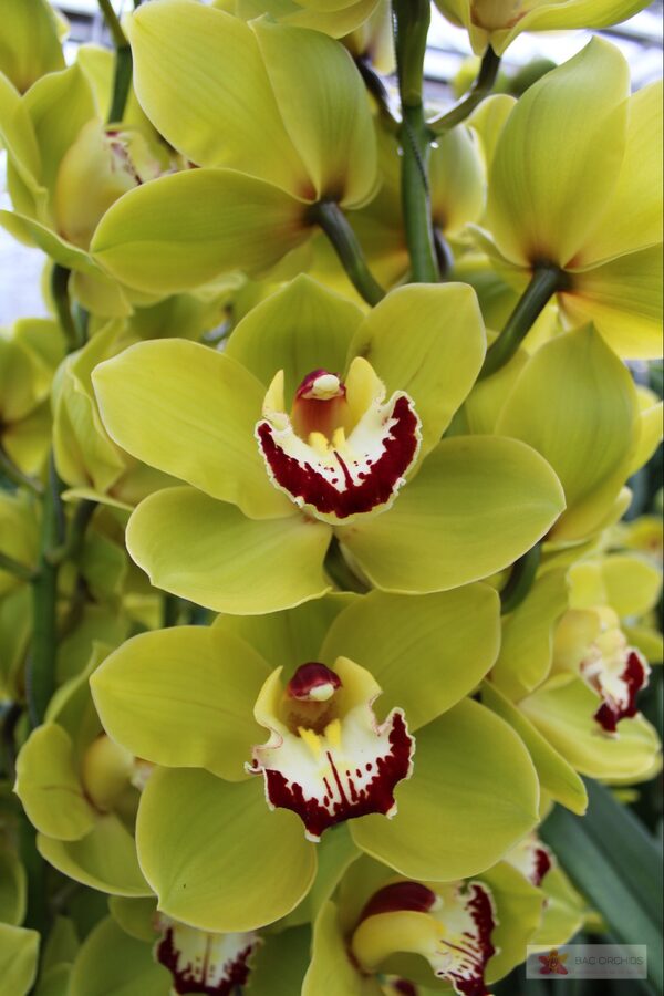 Cymbidium large flowered VERONA, foto 2