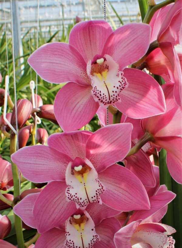 Cymbidium large flowered AIDA, foto 4