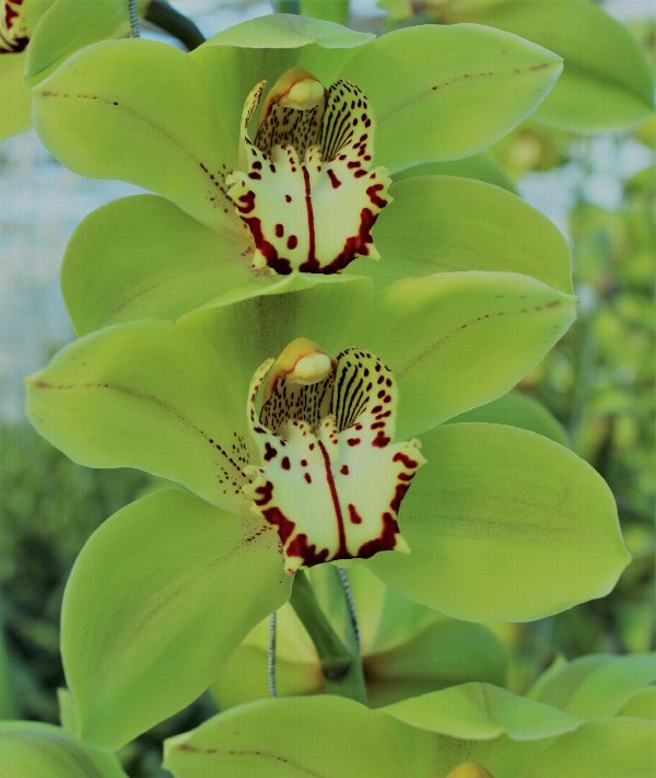 Cymbidium large flowered BONYONI, foto 3