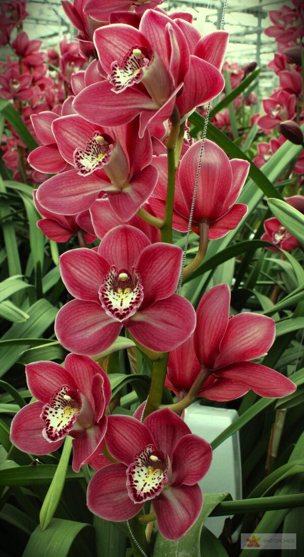 Cymbidium large flowered THOMAS, foto 2