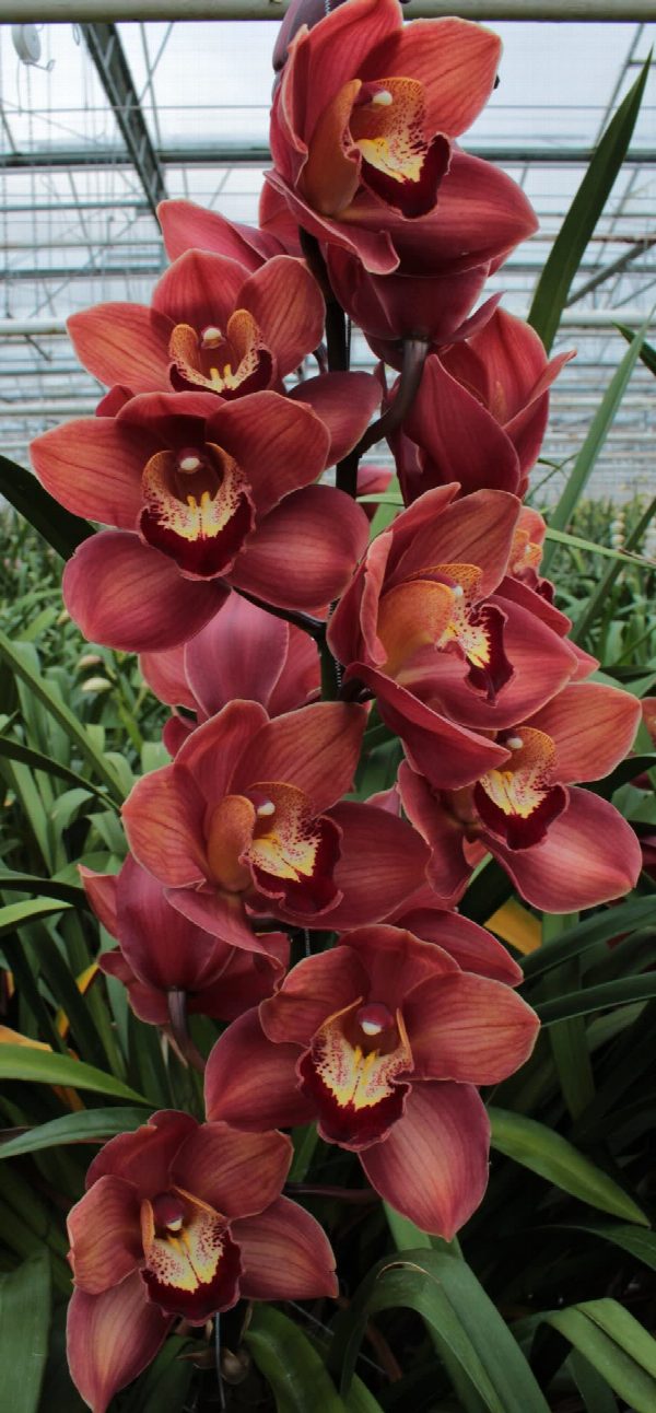 Cymbidium large flowered VICTORIA, foto 2