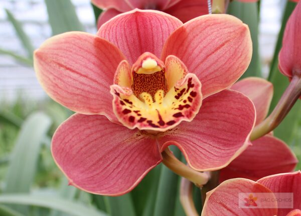 Cymbidium large flowered CORAL SUN, foto 2