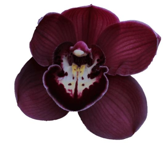 Cymbidium large flowered RILEY, foto 4