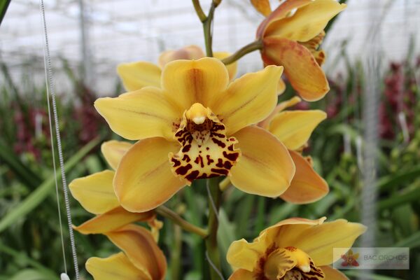Cymbidium large flowered AUSTRALIAN TIGER, foto 4