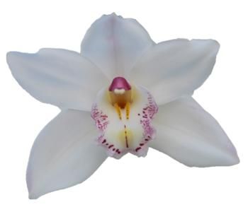 Cymbidium large flowered HMS WHITE SENSATION, foto 3