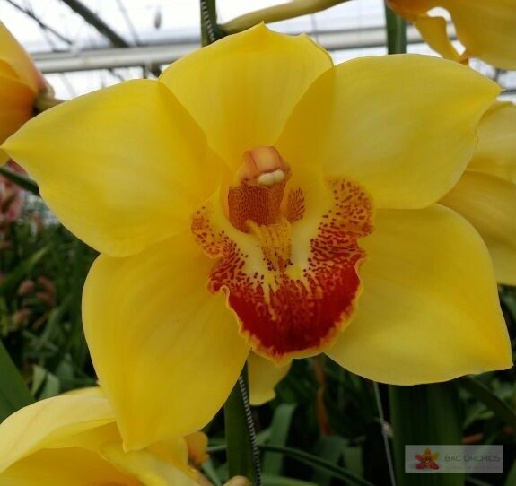 Cymbidium large flowered GOLDEN FLEECE, фото 4