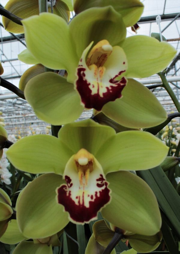 Cymbidium large flowered MACHTELD, foto 5