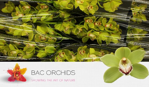 Cymbidium large flowered OVATI EMERALD, foto 5