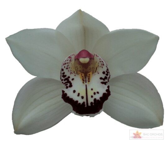 Cymbidium large flowered ESMEE
