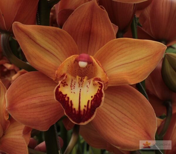 Cymbidium large flowered ARANCIA, foto 2