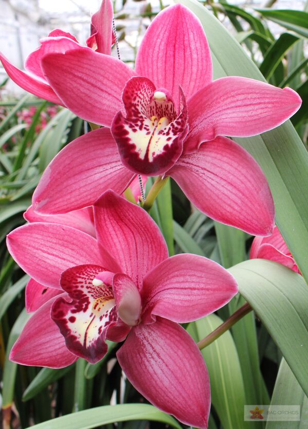 Cymbidium large flowered BAROLO Hilverda, foto 4