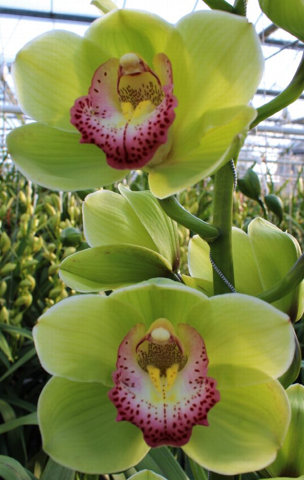 Cymbidium large flowered Waylands Majestic, foto 5