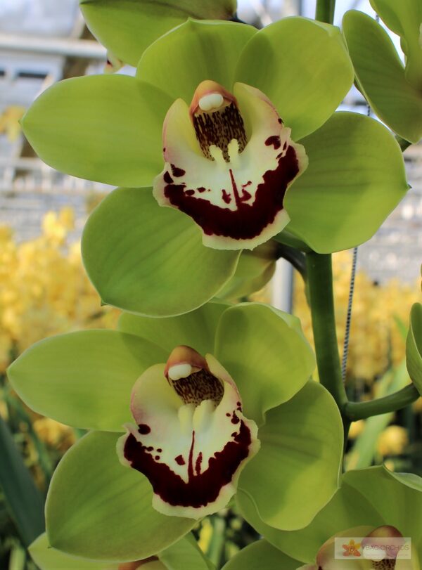 Cymbidium large flowered VALLEY BOOP, foto 4