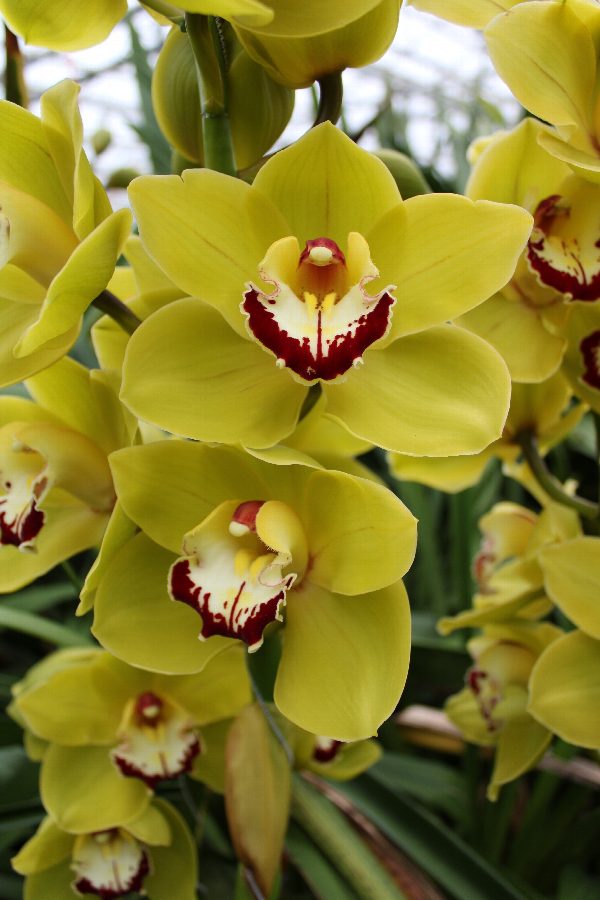 Cymbidium large flowered VERONA, foto 2