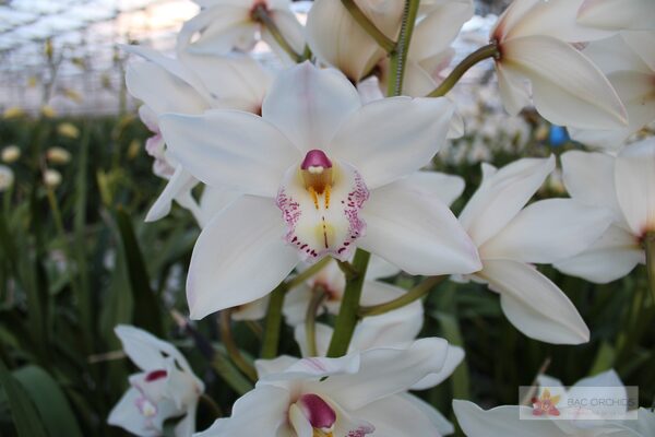 Cymbidium large flowered WHITE SENSATION, foto 3