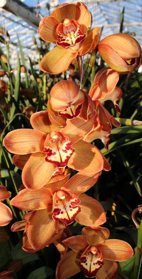 Cymbidium large flowered MICHELLE, foto 3