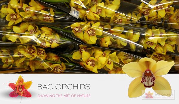 Cymbidium large flowered LA VIE STELLA, photo 4