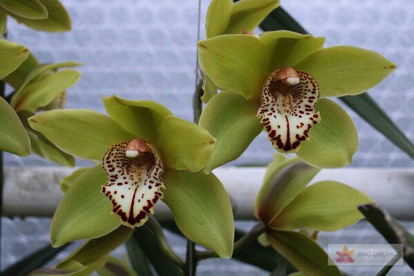 Cymbidium large flowered POPEYE, photo 2
