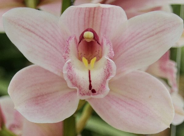 Cymbidium large flowered DELMONTE, photo 3