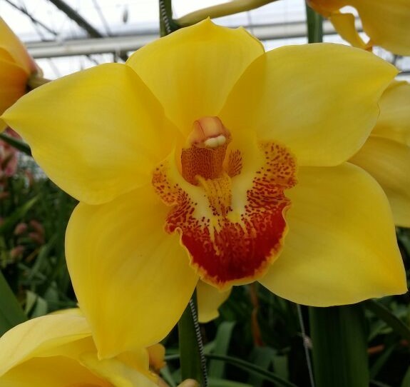 Cymbidium large flowered GOLDEN FLEECE, foto 4