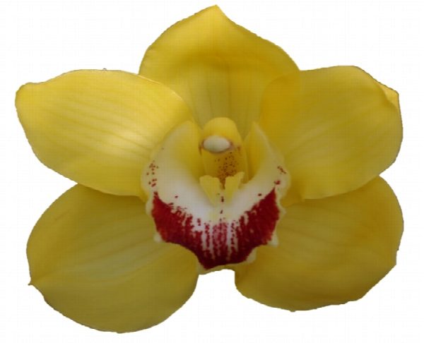 Cymbidium large flowered MIMOSA