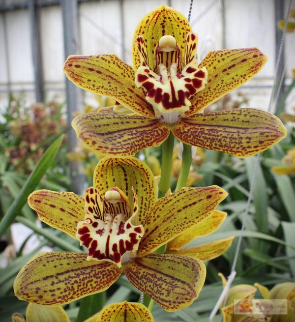 Cymbidium large flowered JUNGLE MIRACLE, photo 2