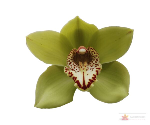 Cymbidium large flowered POPEYE