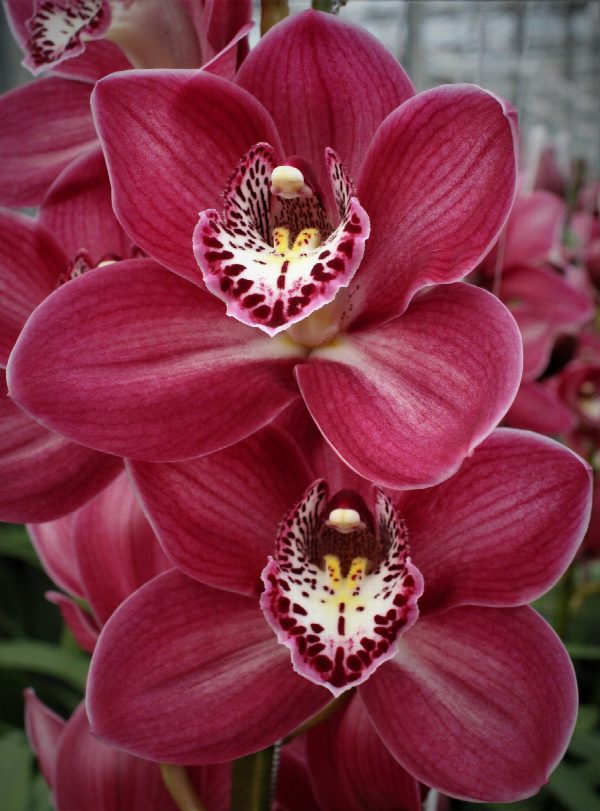Cymbidium large flowered THOMAS, foto 4