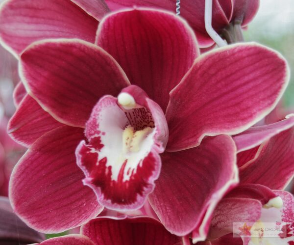 Cymbidium large flowered HENRIETTE, фото 3