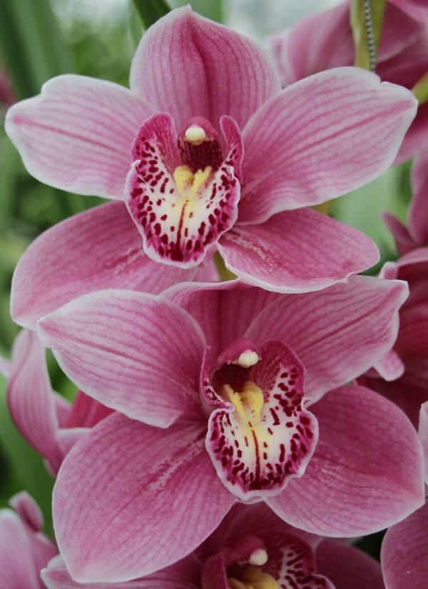 Cymbidium large flowered AUS PINK, photo 2