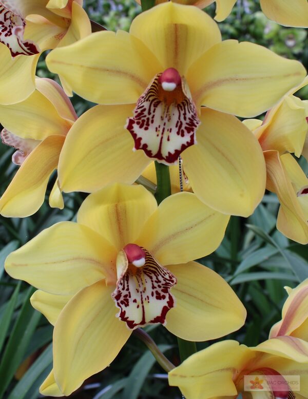 Cymbidium large flowered LA VIE STELLA, photo 3