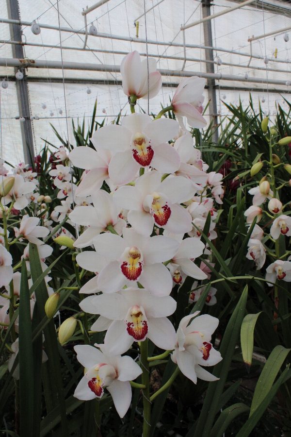 Cymbidium large flowered MARILYN MONROE, photo 2
