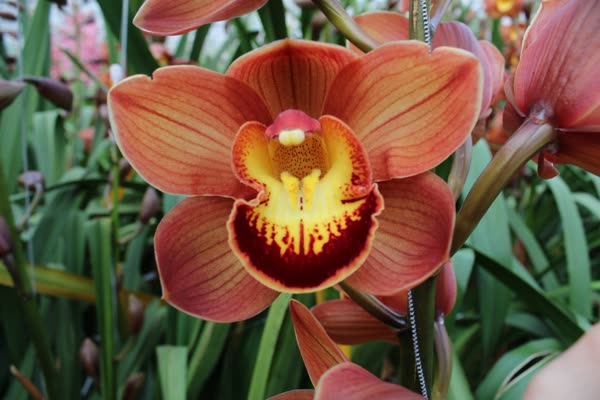 Cymbidium large flowered AUSTRALIAN PRICE, foto 3