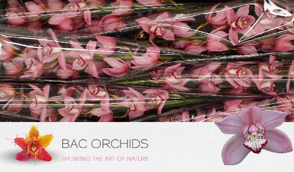 Cymbidium large flowered PINK BRILJANT, foto 5
