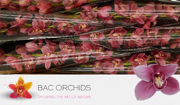 Cymbidium large flowered JET SET, фото 2