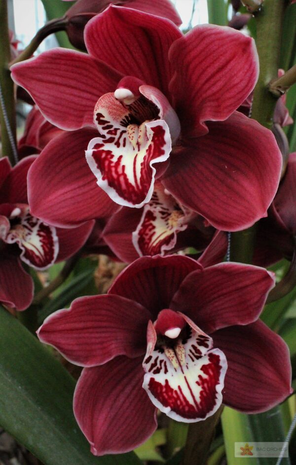 Cymbidium large flowered CHARLOTTE, foto 4