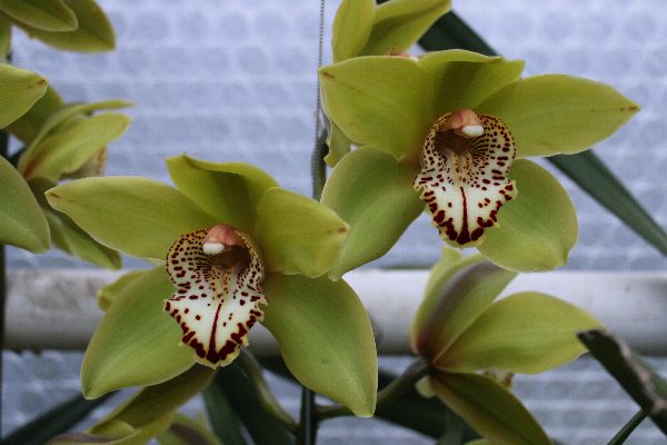 Cymbidium large flowered Cymb T Popeye, foto 4