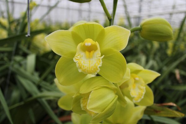Cymbidium large flowered MINT ICE, foto 3