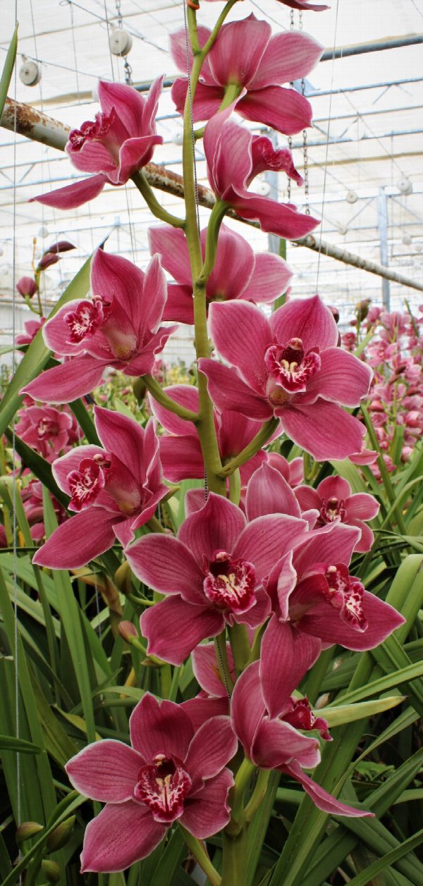 Cymbidium large flowered RED ROCK, фото 3