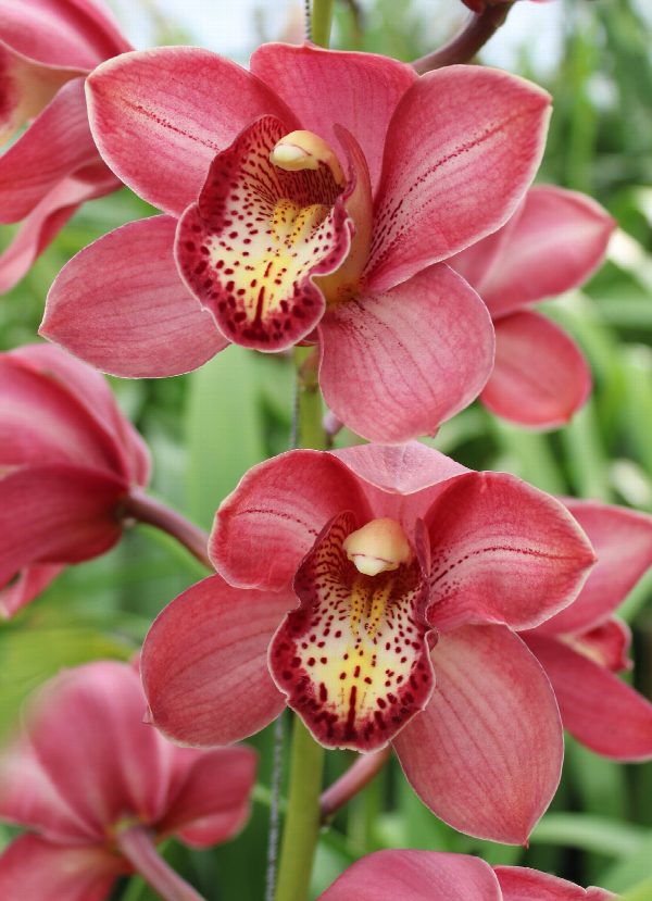 Cymbidium large flowered BOLOGNA