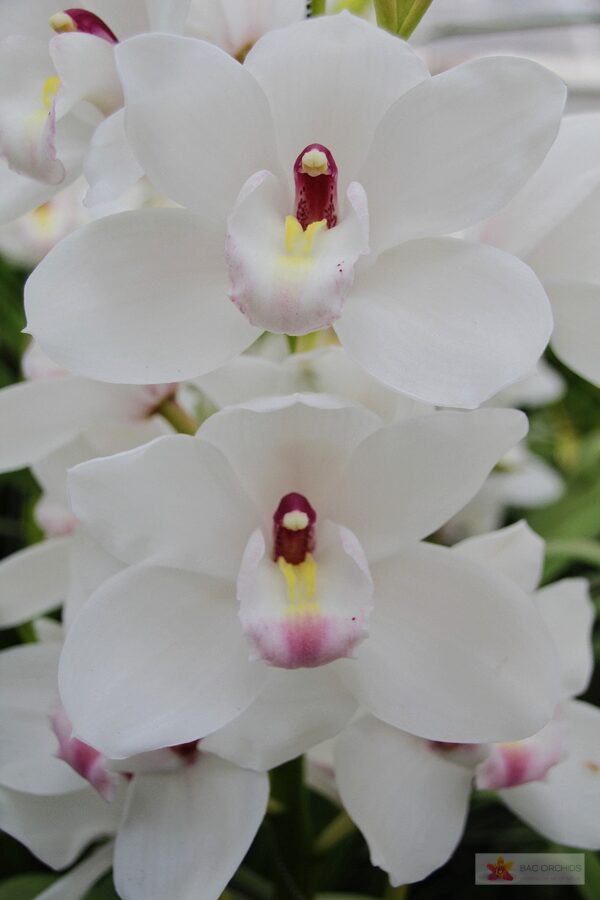 Cymbidium large flowered DOS PUEBLOS, foto 4