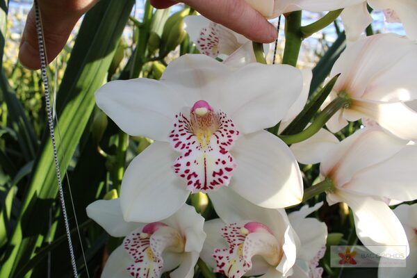 Cymbidium large flowered VENEZIA, foto 6