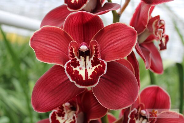 Cymbidium large flowered FLAMEFLOR, foto 4