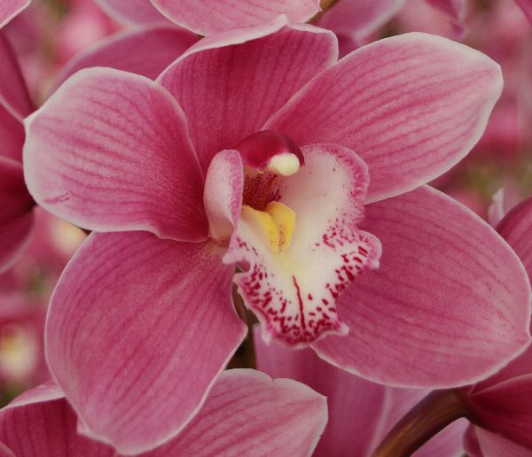 Cymbidium large flowered BRAEMAR, photo 5